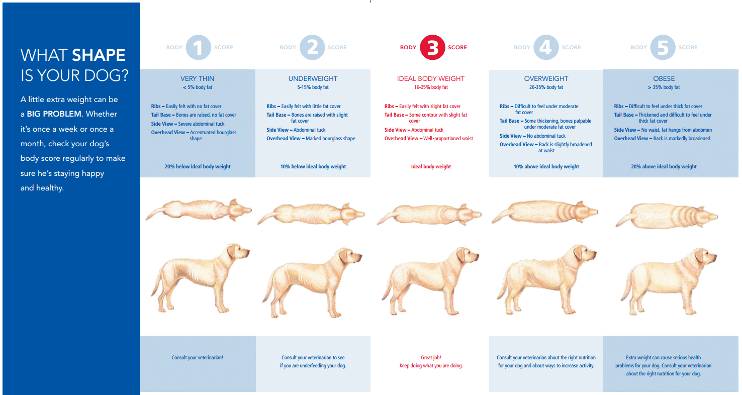 how much should a english bulldog weight at 5 months