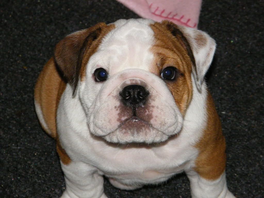 2010_0902Cadispuppies0013.jpg