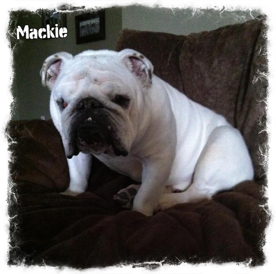 Mackie.jpg