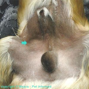 cryptorchidism-dog-pet.jpg