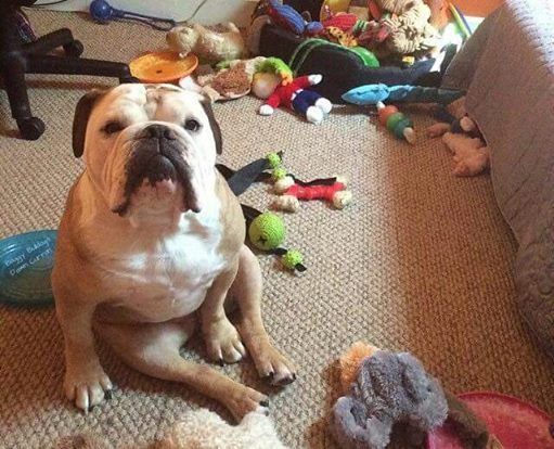 english-bulldog-toys.jpg