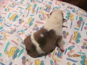 Thepuppy1.jpg