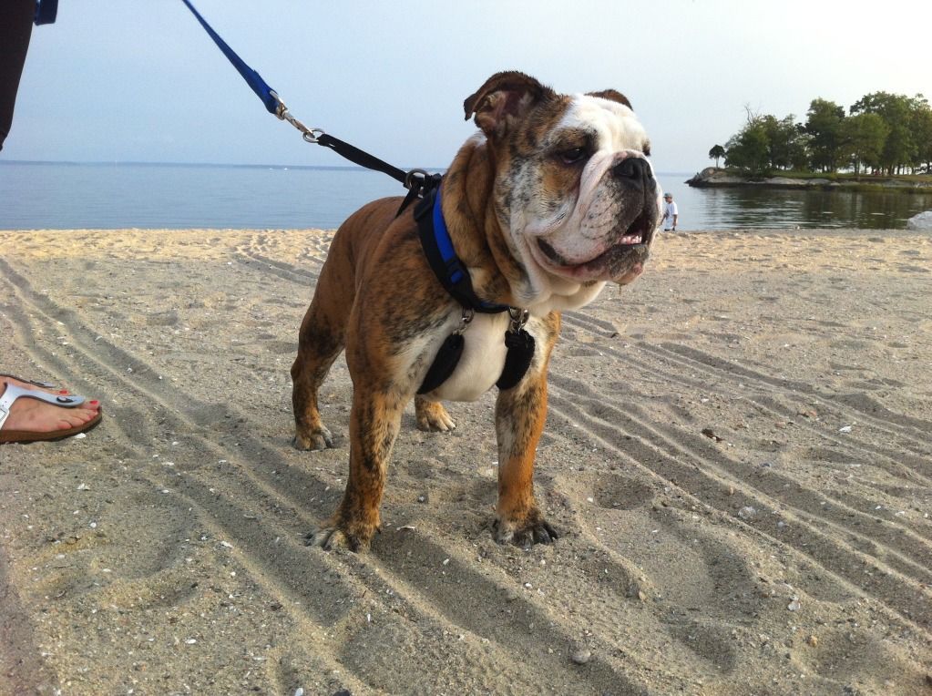 brembobeach3.jpg