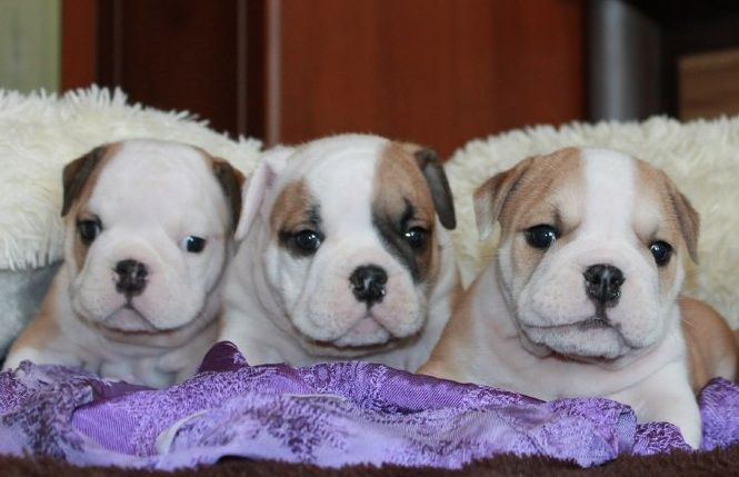 english-bulldog-puppies1.jpg