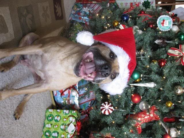 12-25-10Ace-1.jpg