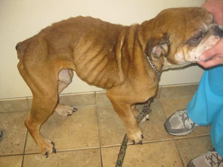 frankie.jpg