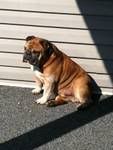 tyson.jpg