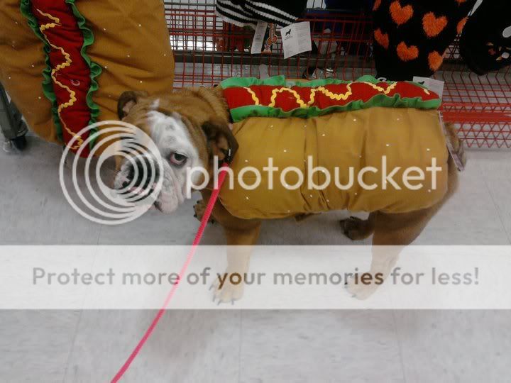 HotdogBella.jpg